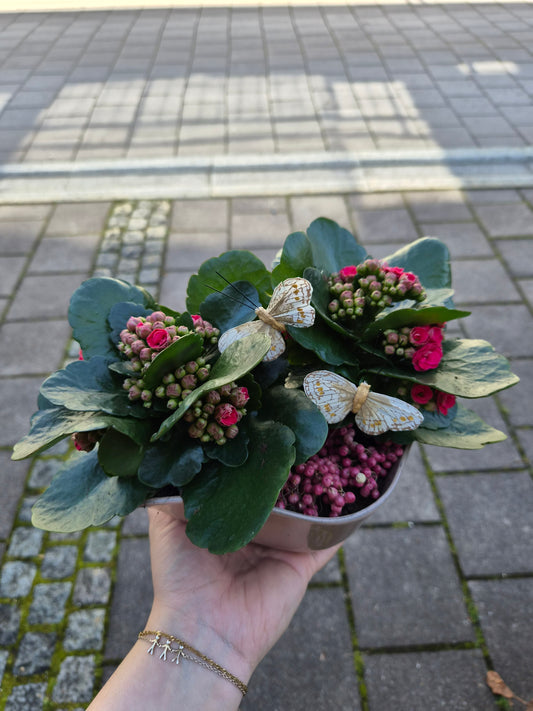 Midiildtopp i skål, allergivennleg