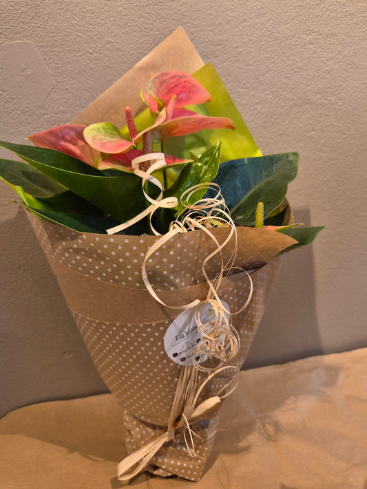 Anthurium rosa
