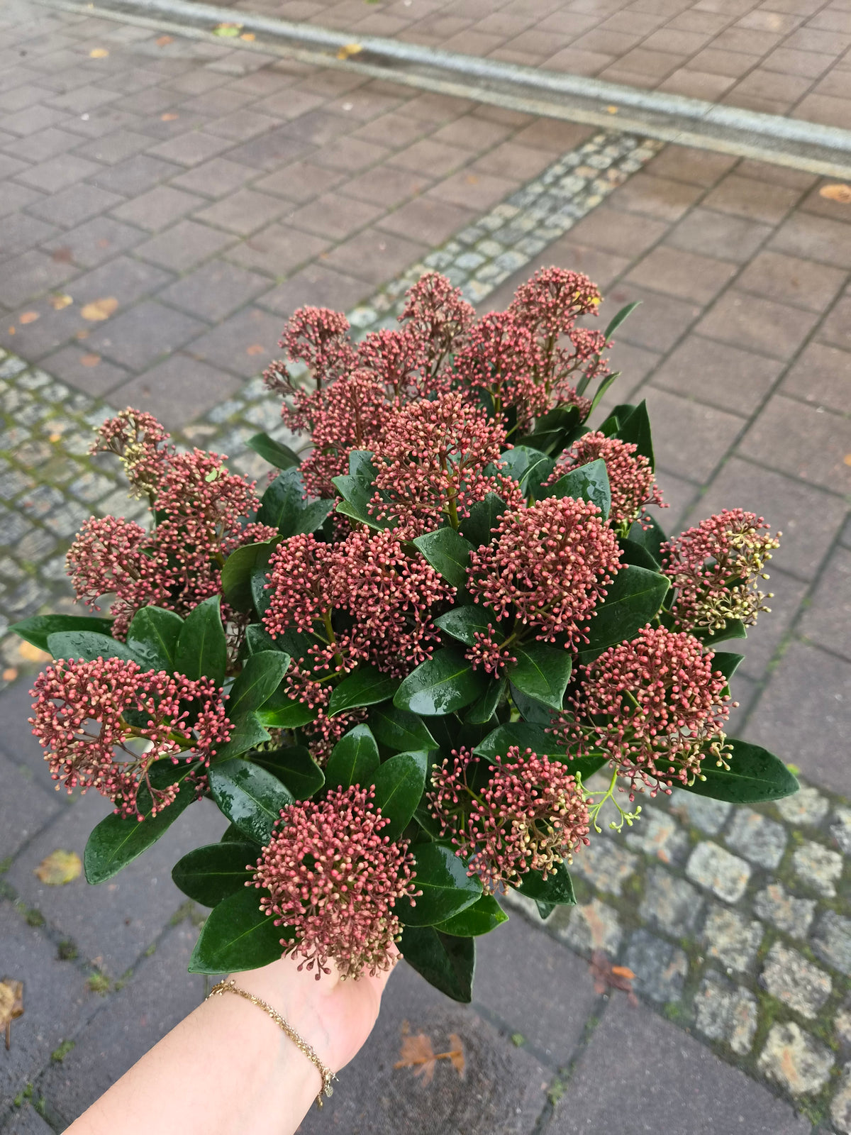 Skimmia Japonica 'Rubella' p17