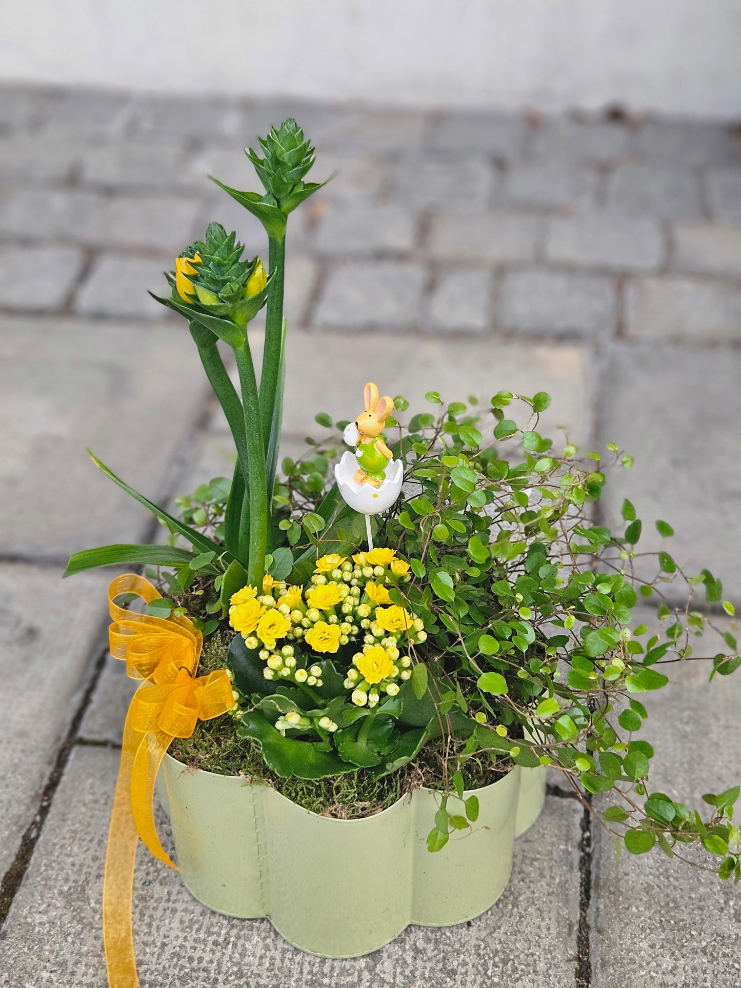 Vårsamanplantning med afrikansk lilje