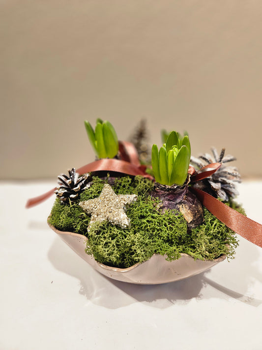 Svibelgruppe lilla eller blå