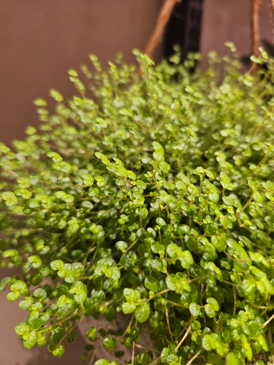 Soleirolia soleirolii - Husfred