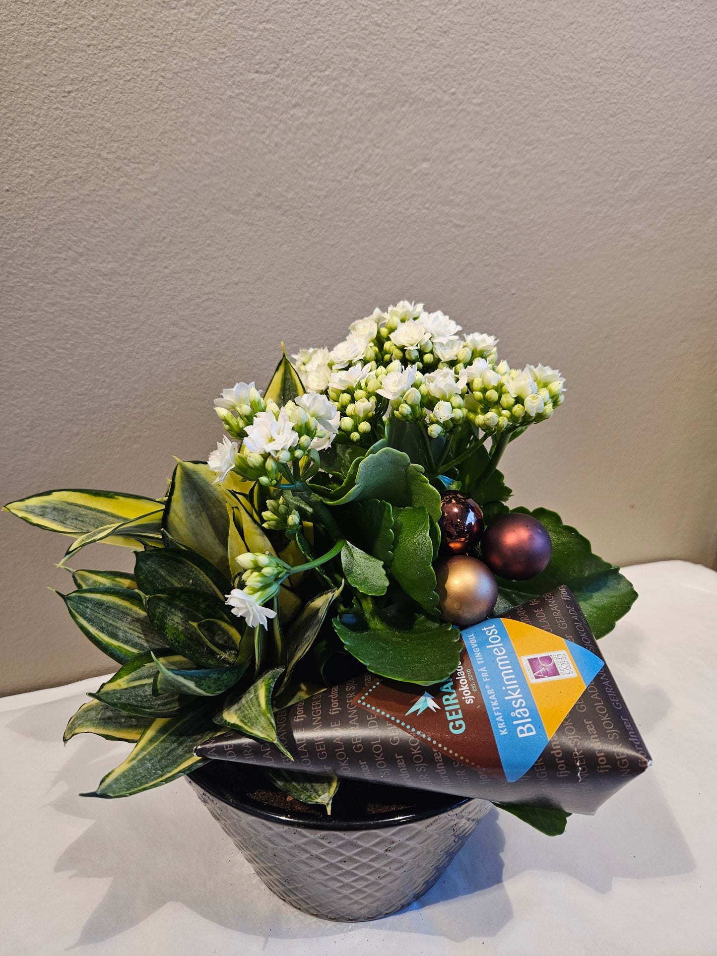 Kvit allergivennleg samanplantning med sjokolade