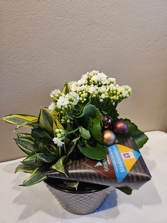 Kvit allergivennleg samanplantning med sjokolade