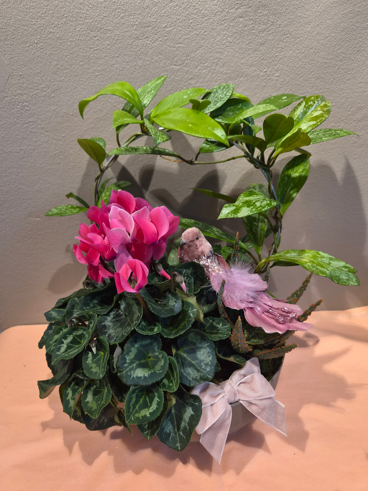 Samanplanting med hoya