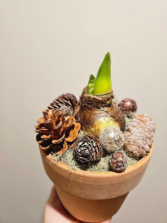 Pynta amaryllis i krukke