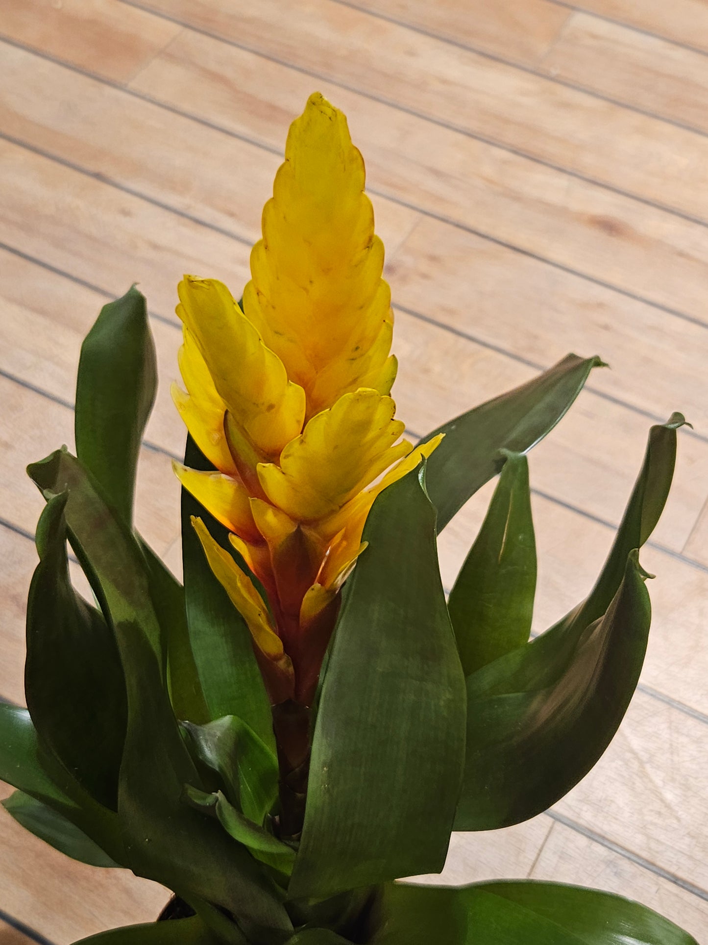 Bromelia