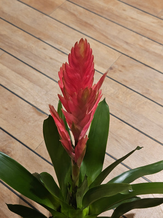 Bromelia