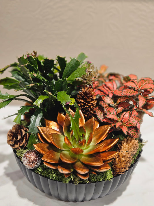 Samanplantning med bronsefarga echeveria