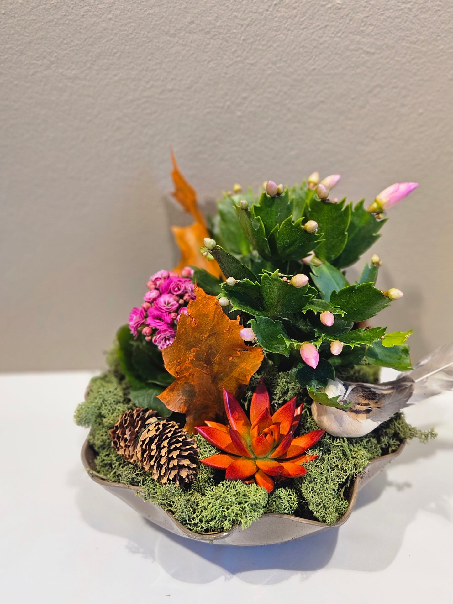 Samanplantning med novemberkaktus