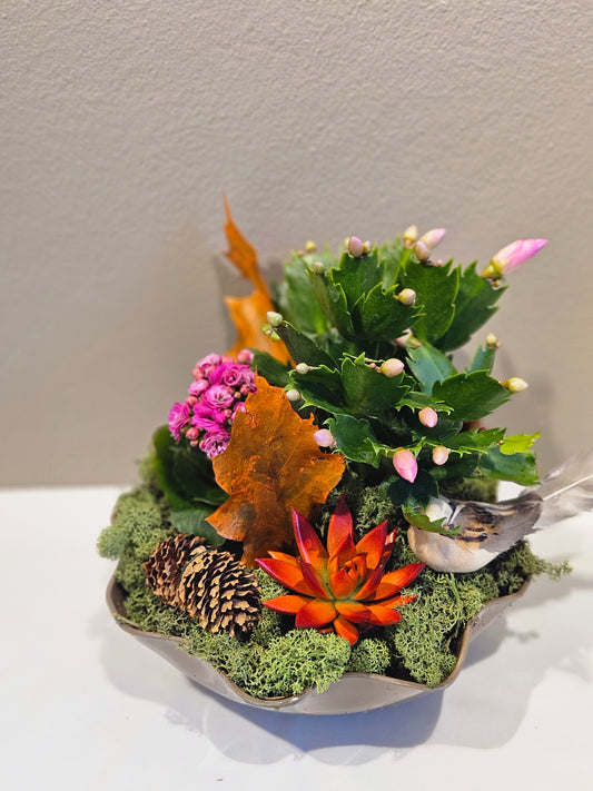 Samanplantning med novemberkaktus