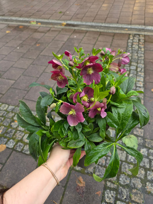 Helleborus orientalis p14 Victoria