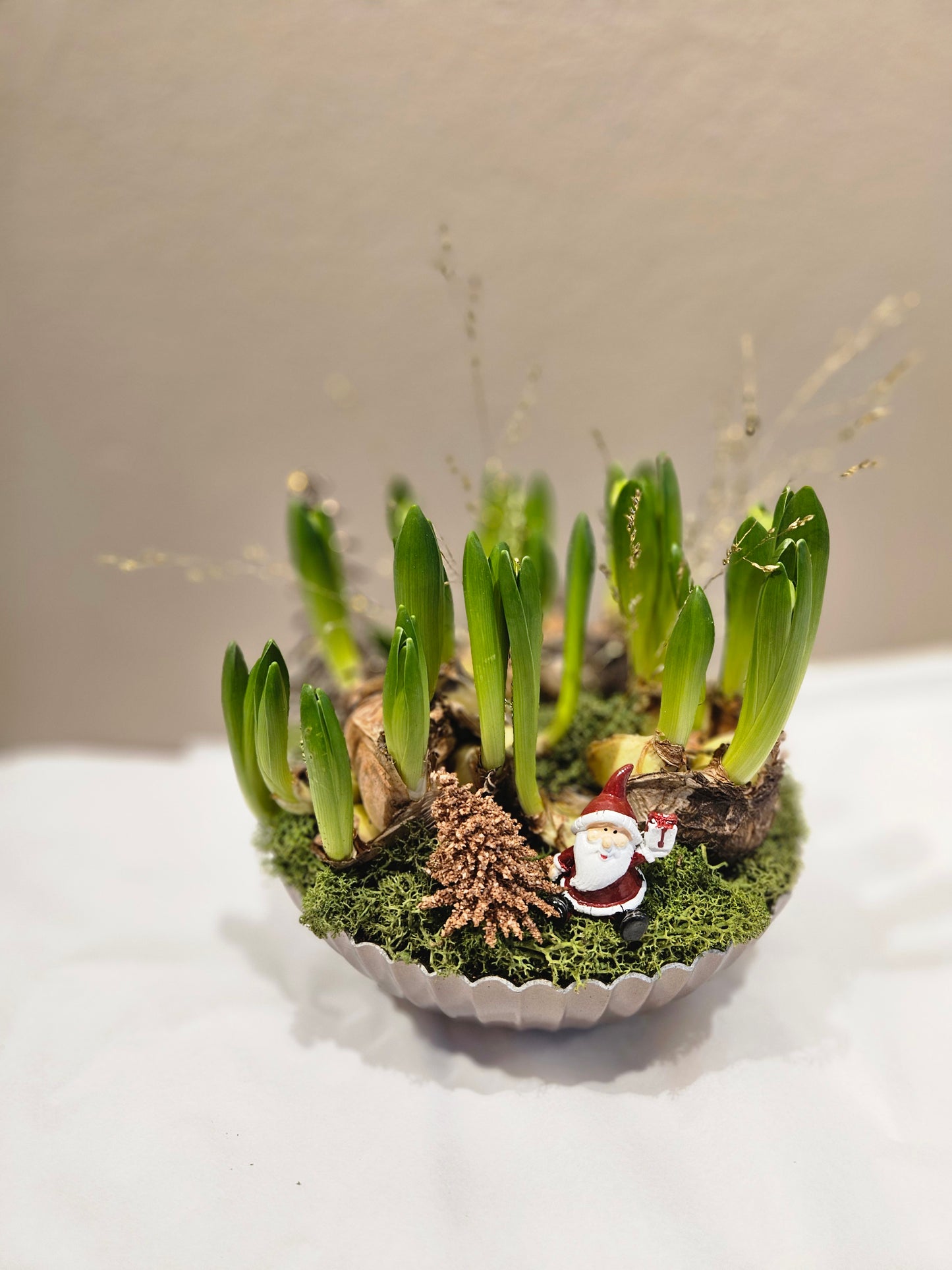 Multiflora svibelgruppe