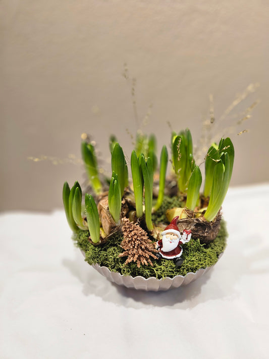 Multiflora svibelgruppe