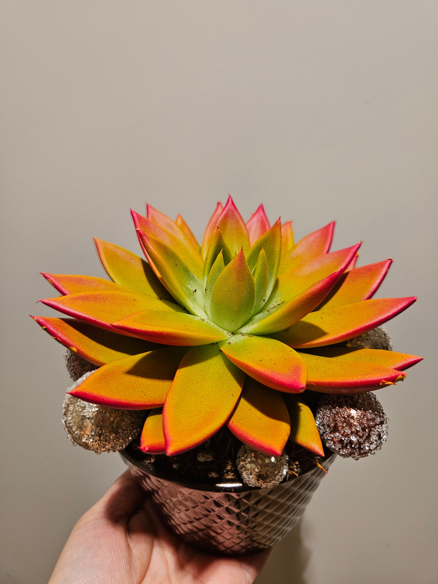 Pynta echeveria med krukke