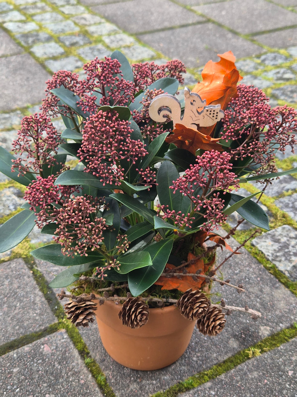 Pynta skimmia i krukke