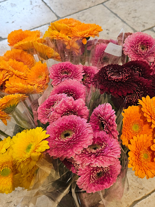 Fleirfarget germini bunt