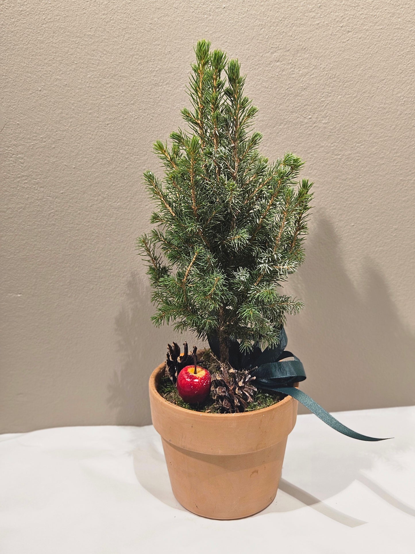 Pynta lita oppstamma gran