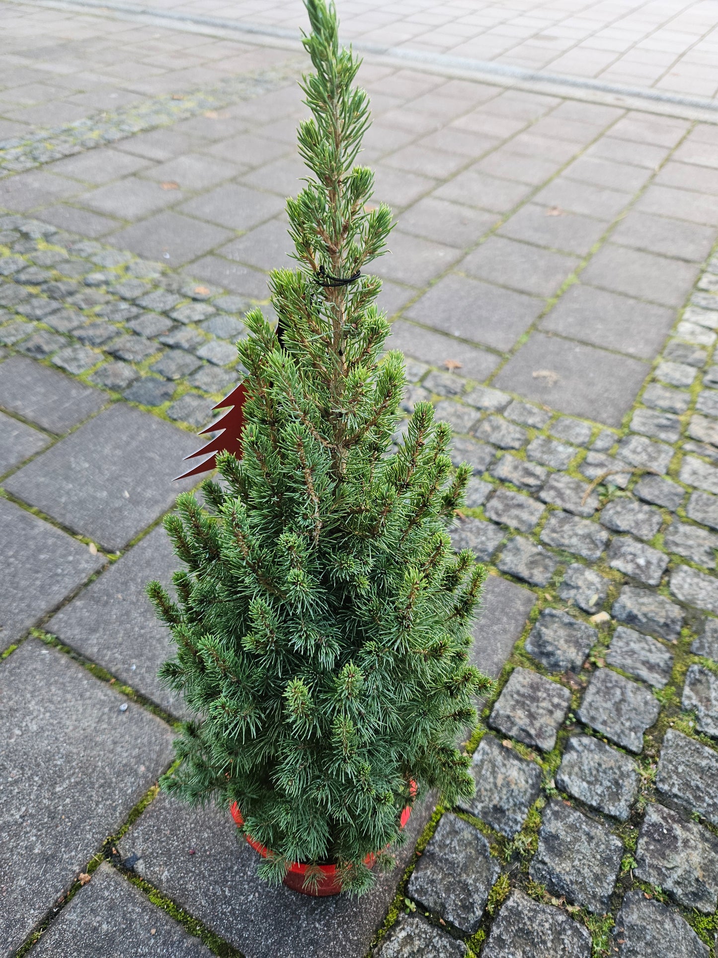 Picea Glauca Perfecta