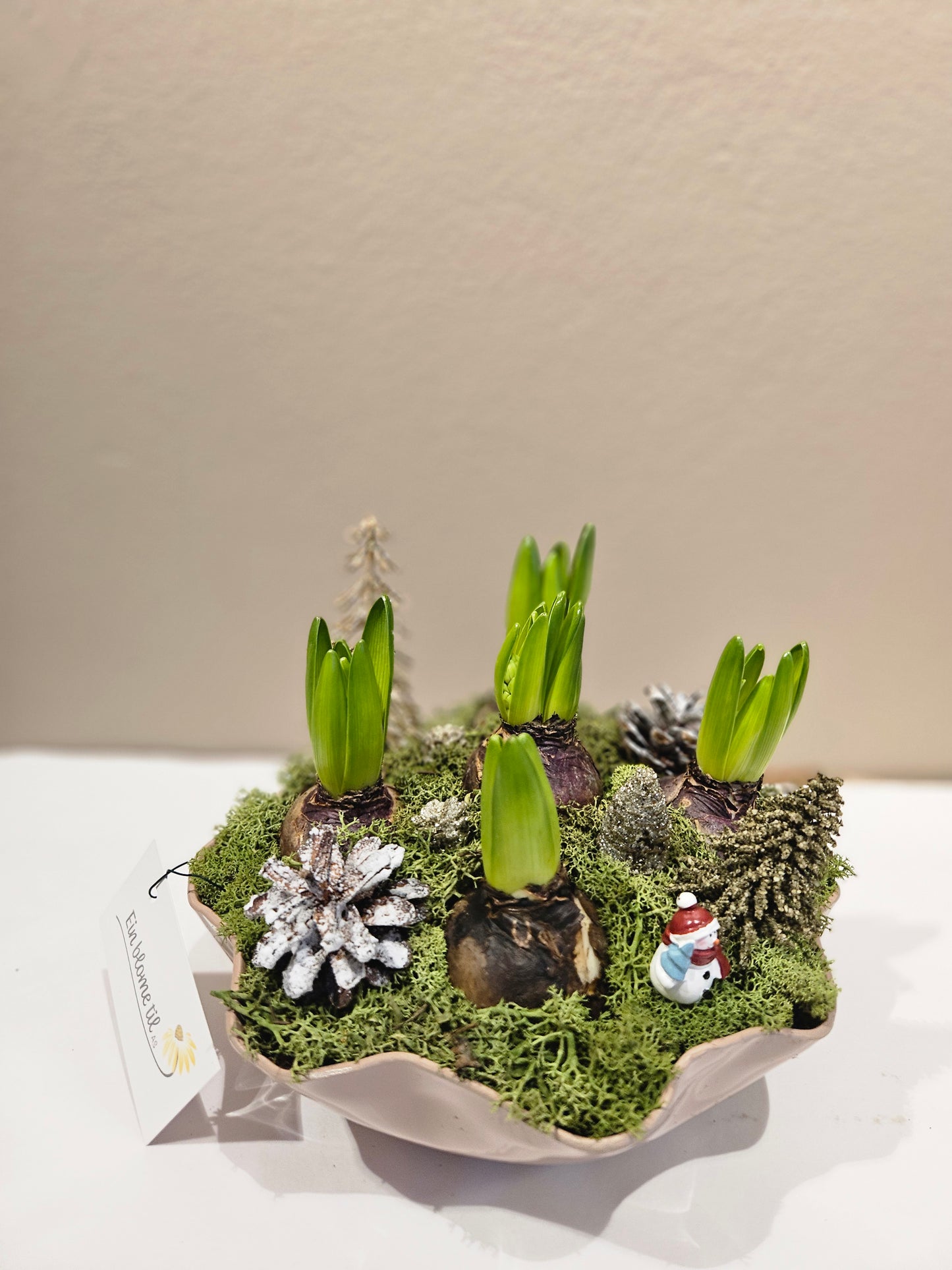 Svibelgrupper lilla eller blå