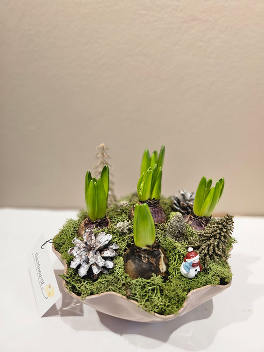 Svibelgrupper lilla eller blå