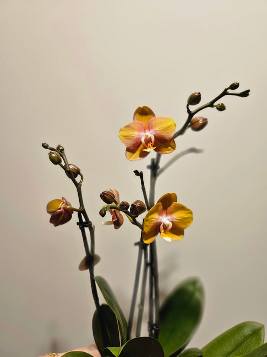 Oransje 3 greina orkide
